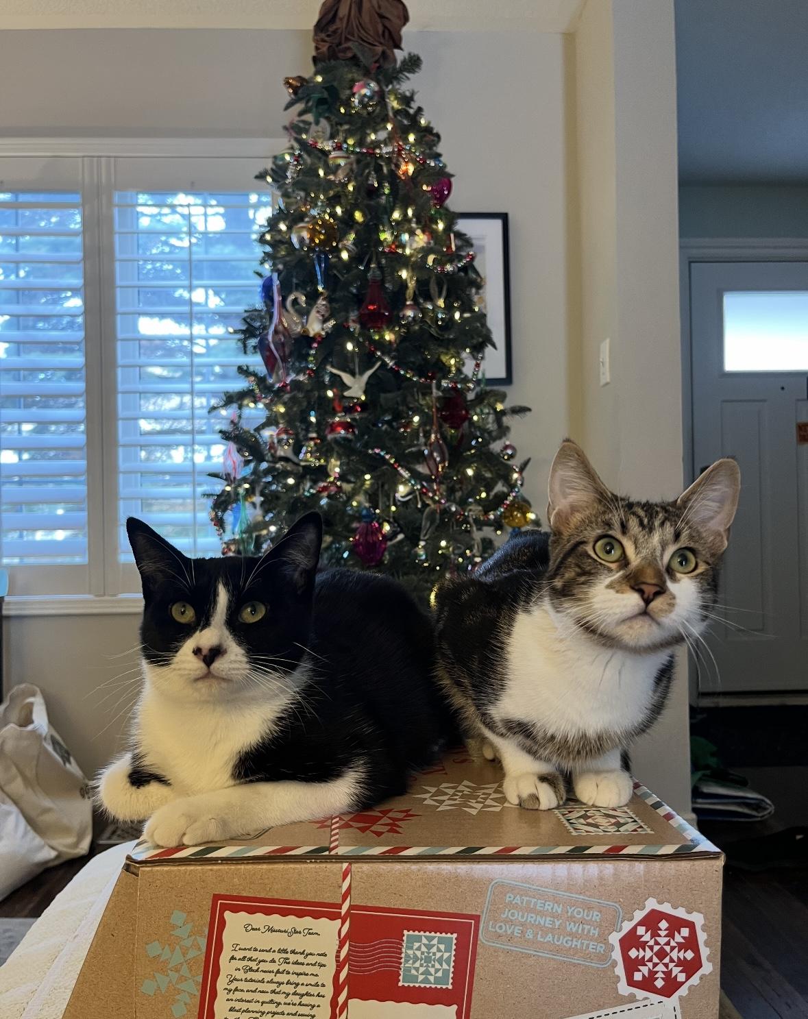 Enlarge Niko, a ADOPTABLE Domestic Short Hair in Mississauga, ON image 4/6