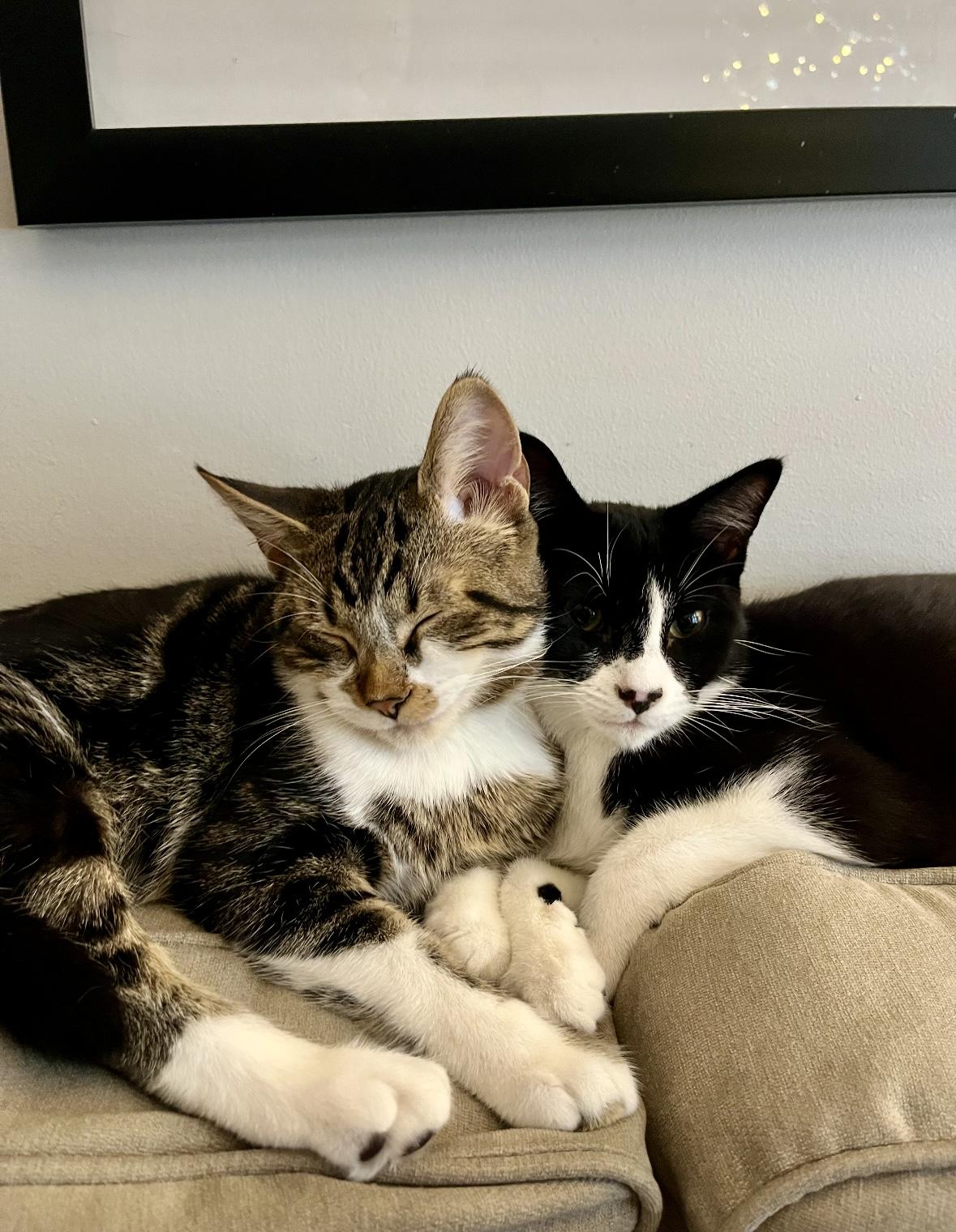 Enlarge Niko, a ADOPTABLE Domestic Short Hair in Mississauga, ON image 5/6