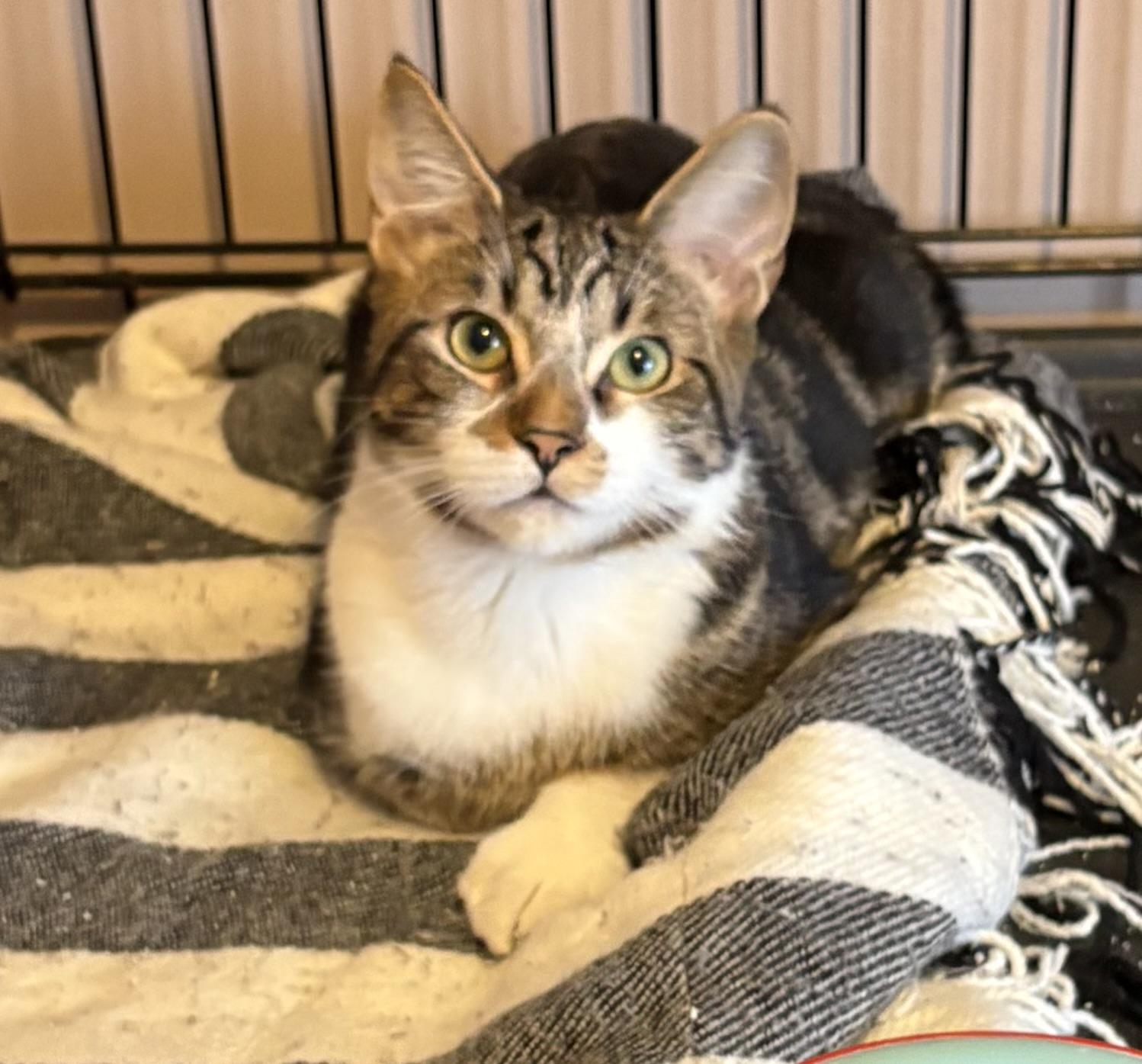 Enlarge Niko, a ADOPTABLE Domestic Short Hair in Mississauga, ON image 5/6