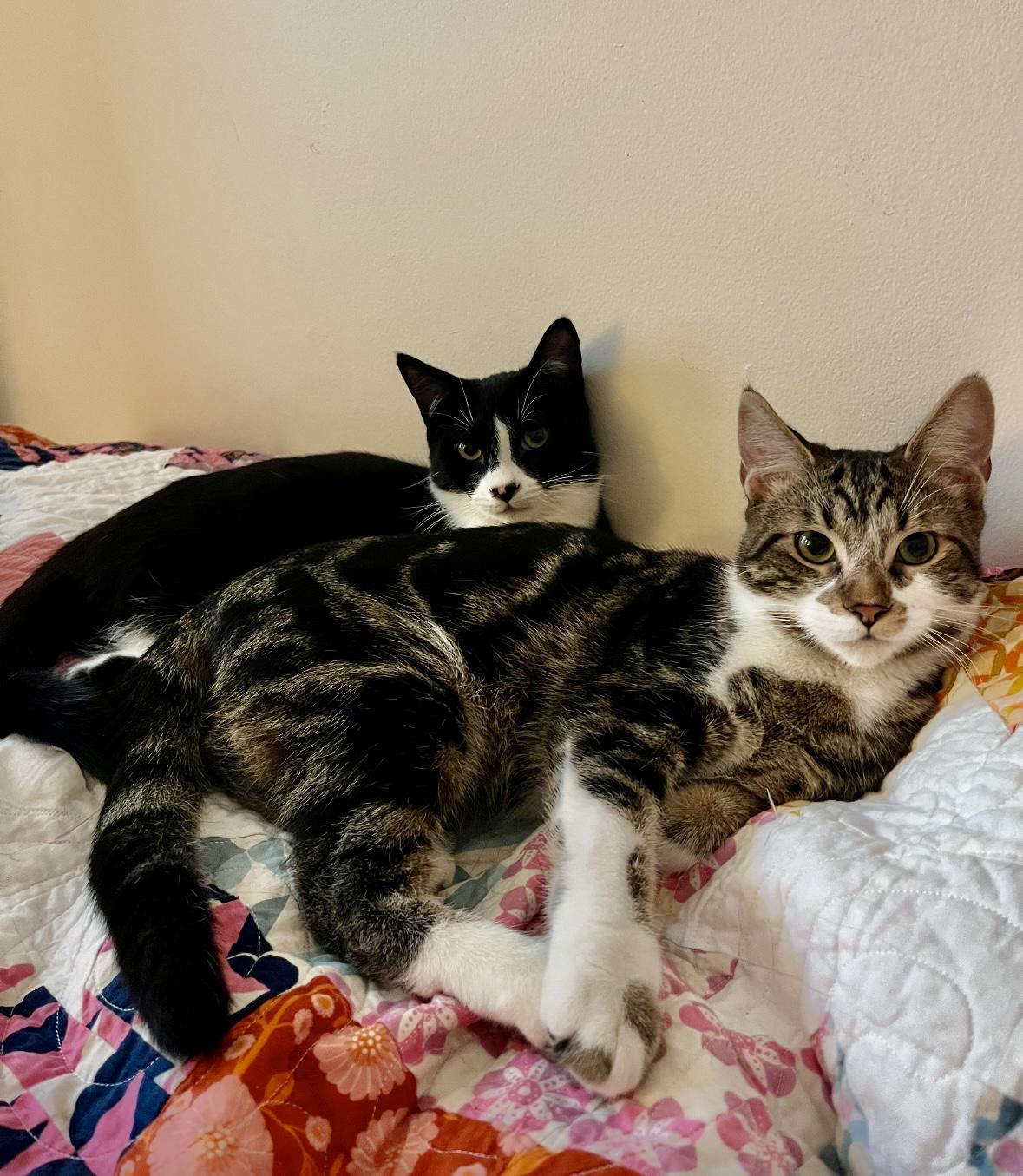 Enlarge Niko, a ADOPTABLE Domestic Short Hair in Mississauga, ON image 6/6