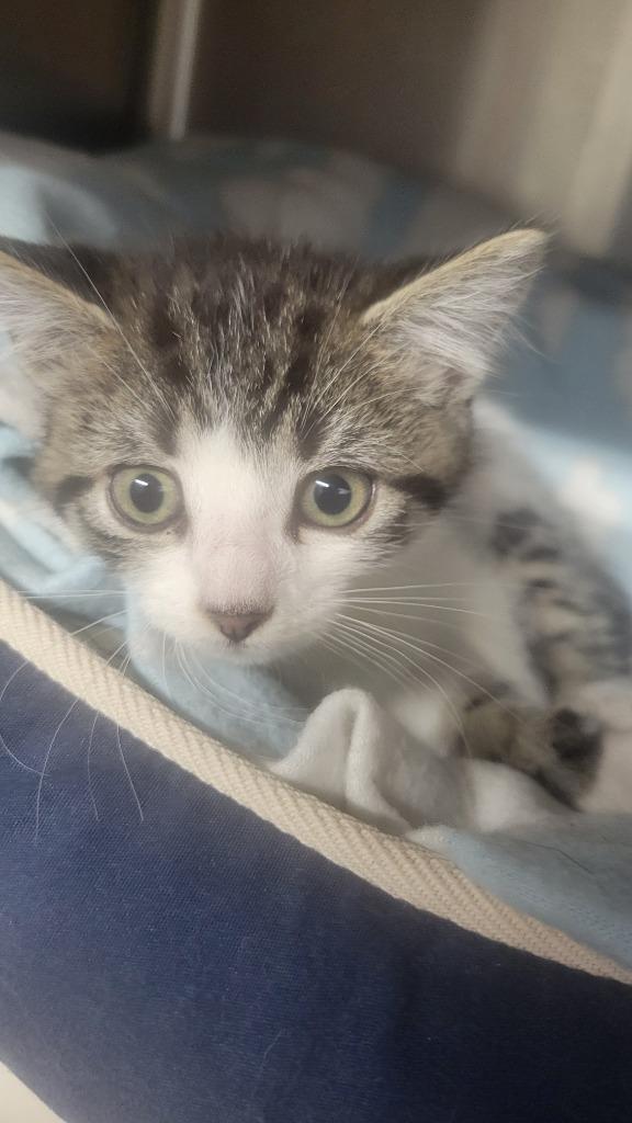 Squad Car 3, Adopted, Young Male Domestic Short Hair.