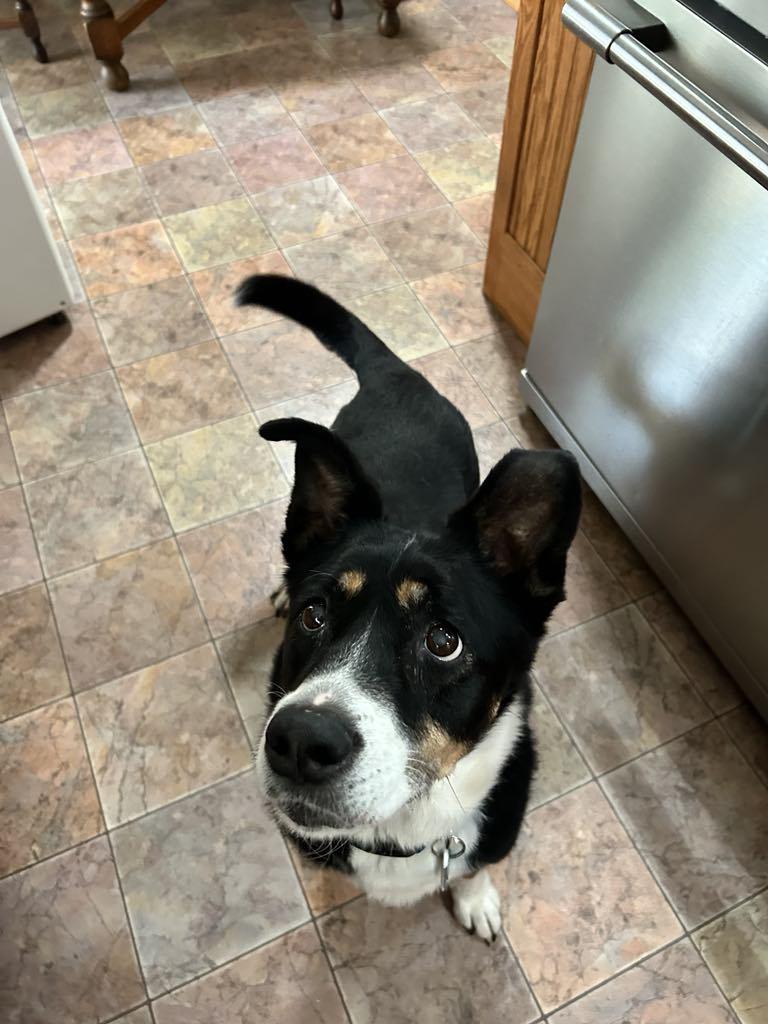Enlarge Lady , a ADOPTABLE mixed breed in Beaverton, OR image 6/6
