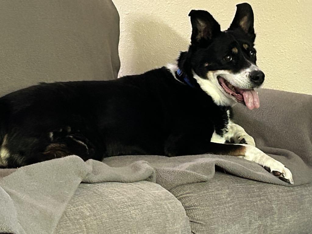 Enlarge Lady , a ADOPTABLE mixed breed in Beaverton, OR image 2/6