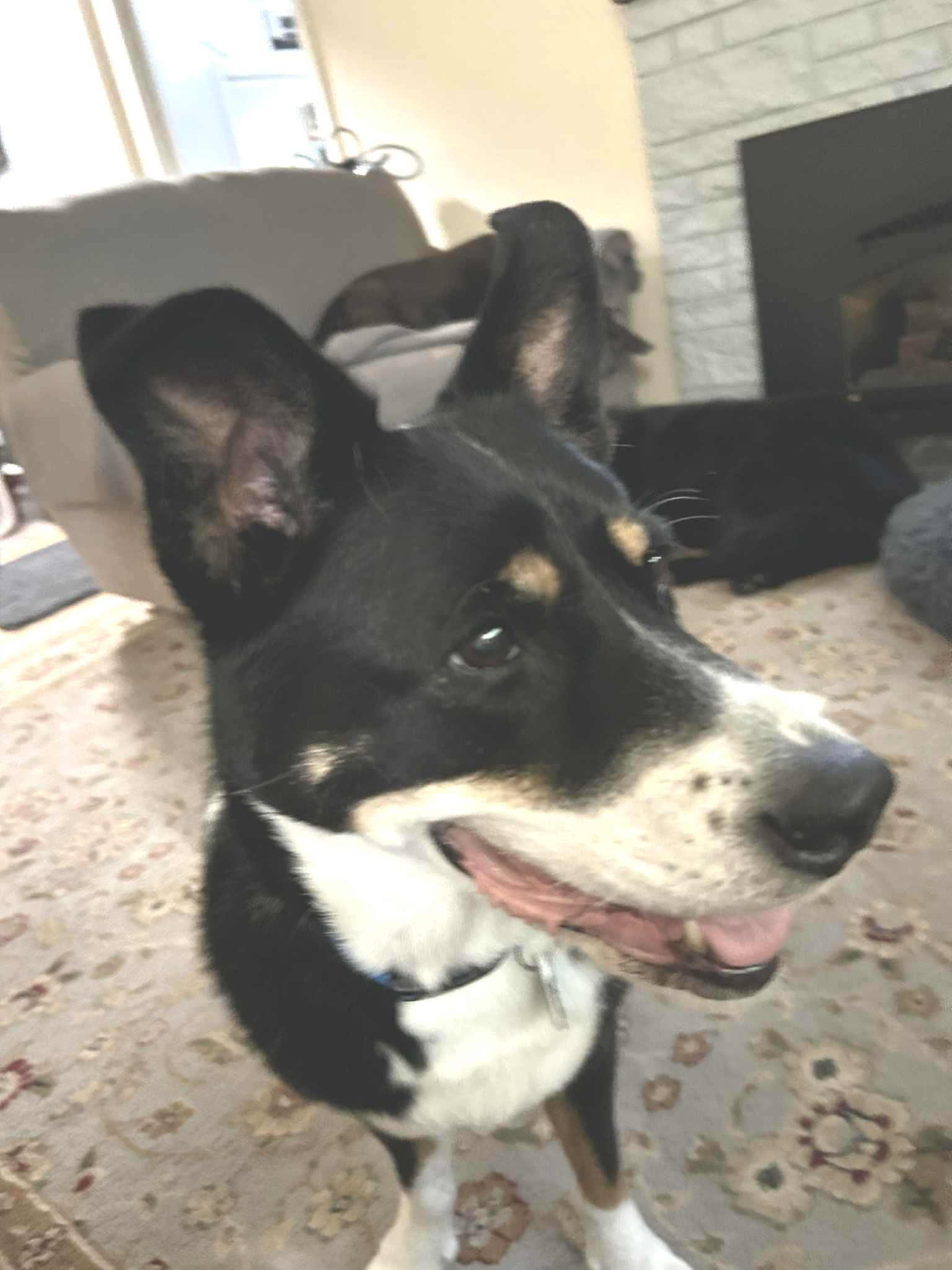 Enlarge Lady , a ADOPTABLE mixed breed in Beaverton, OR image 1/6