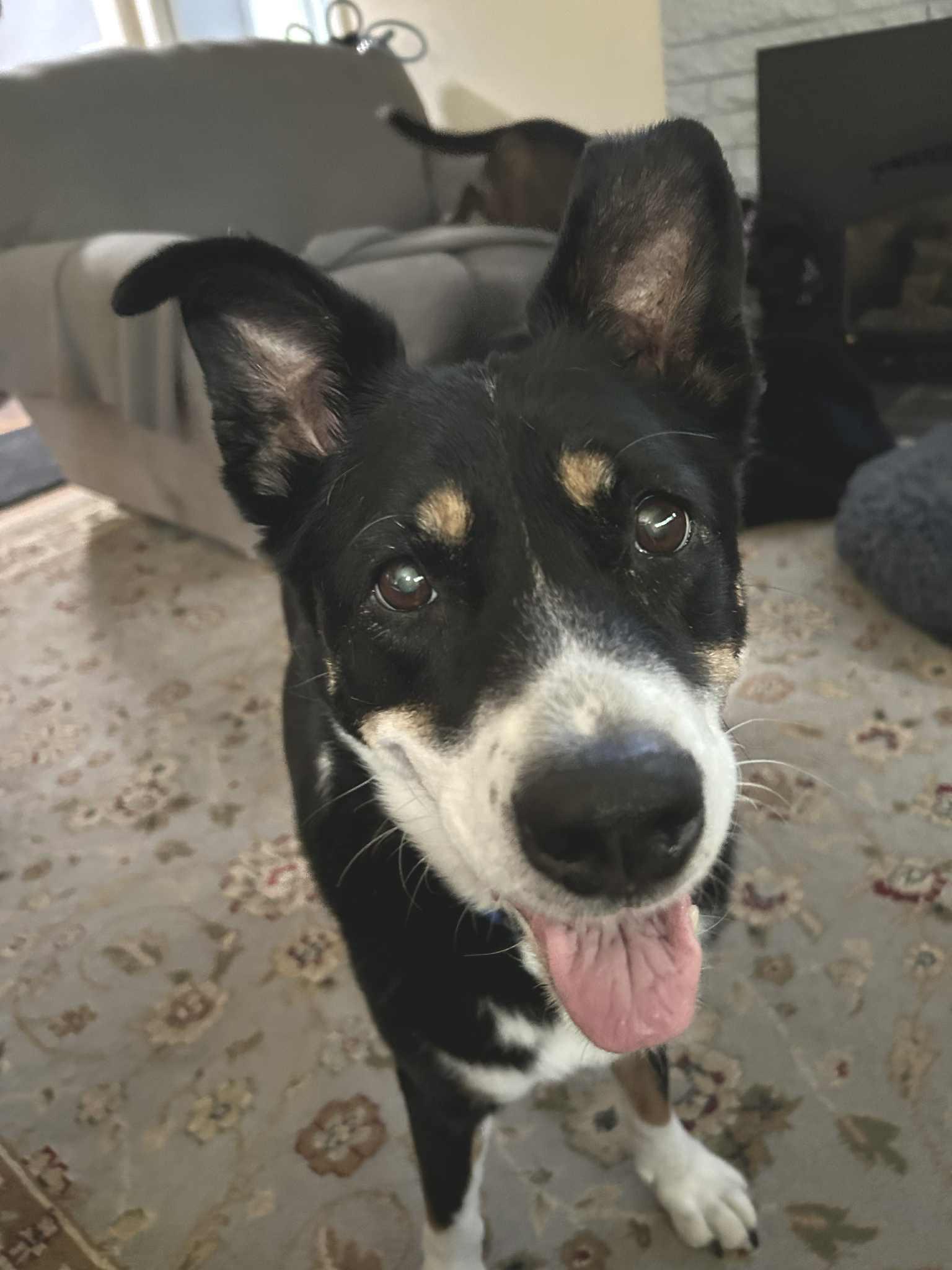Enlarge Lady , a ADOPTABLE mixed breed in Beaverton, OR image 4/6