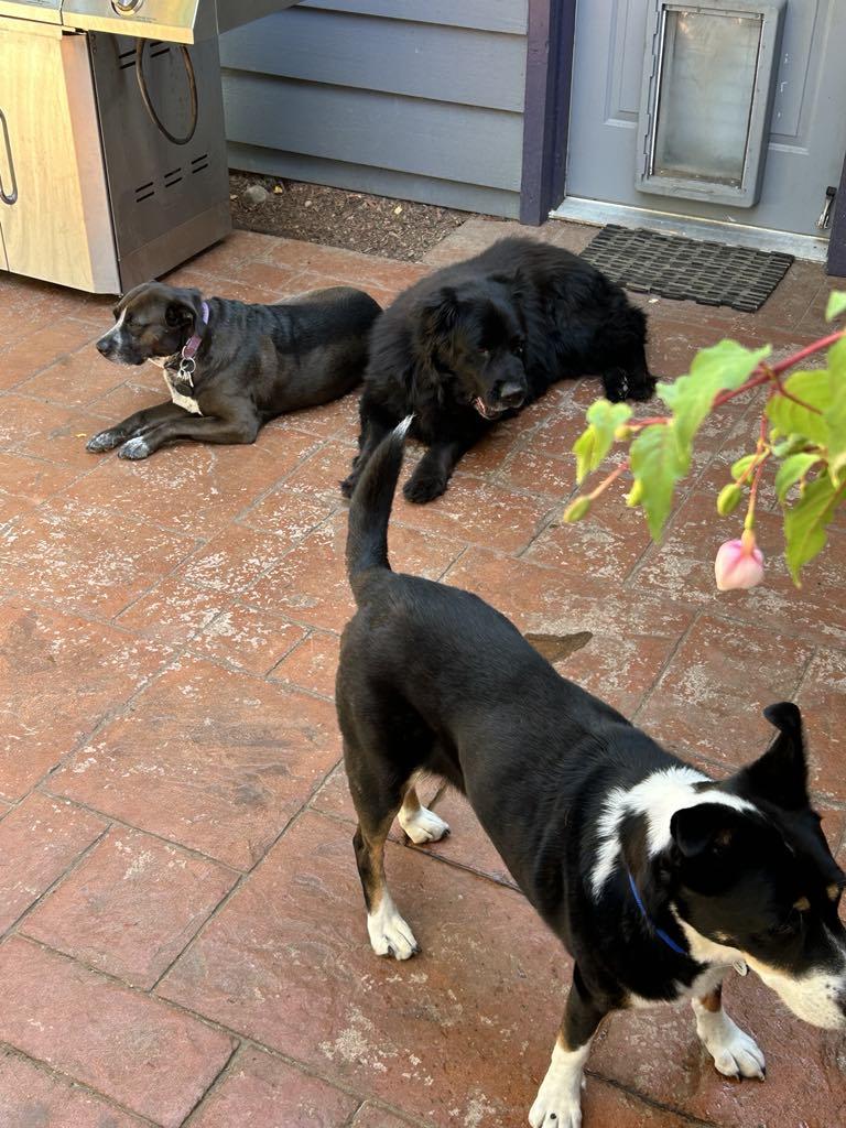 Enlarge Lady , a ADOPTABLE mixed breed in Beaverton, OR image 5/6