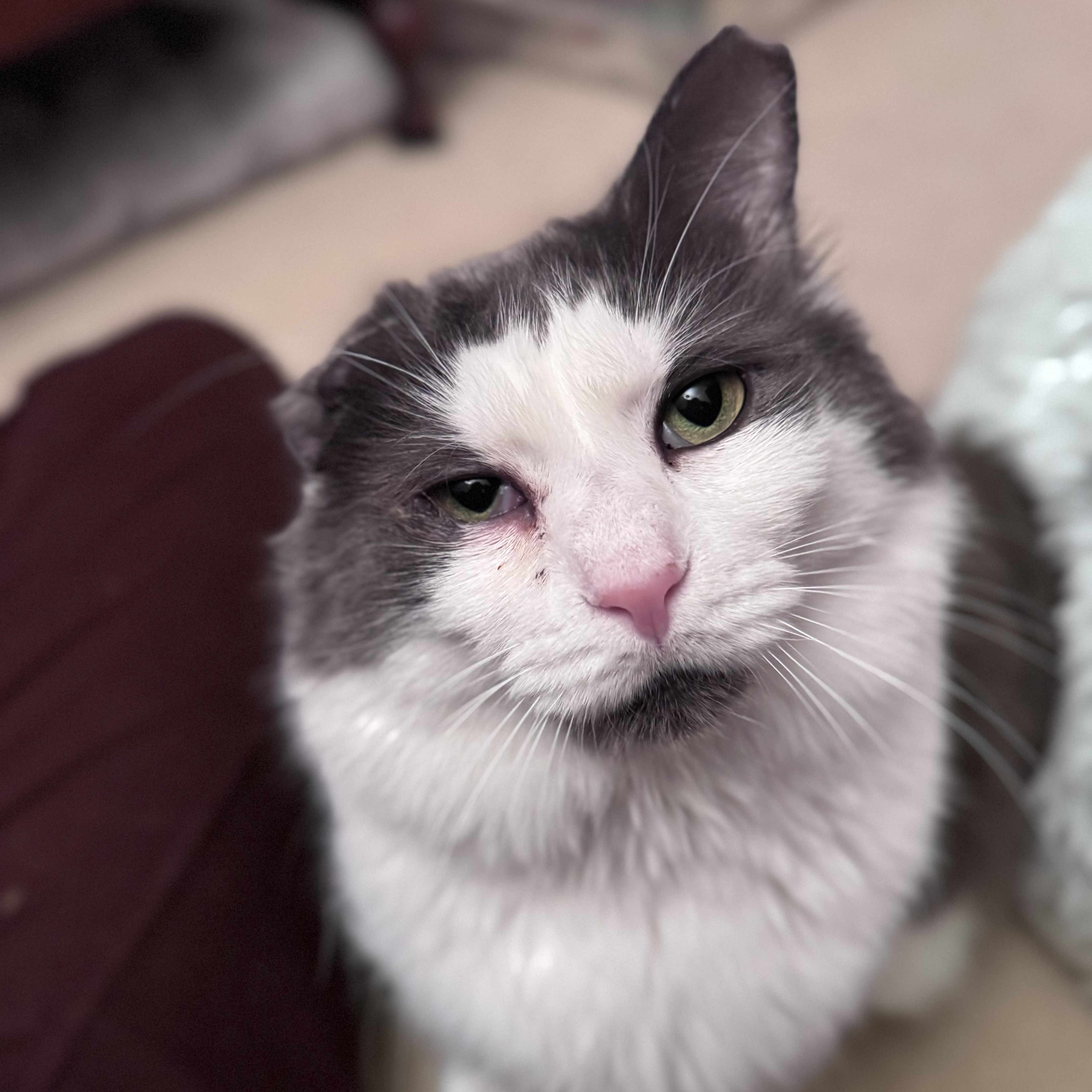 Enlarge Bibby, a ADOPTABLE Domestic Long Hair in Charlotte, NC image 2/3