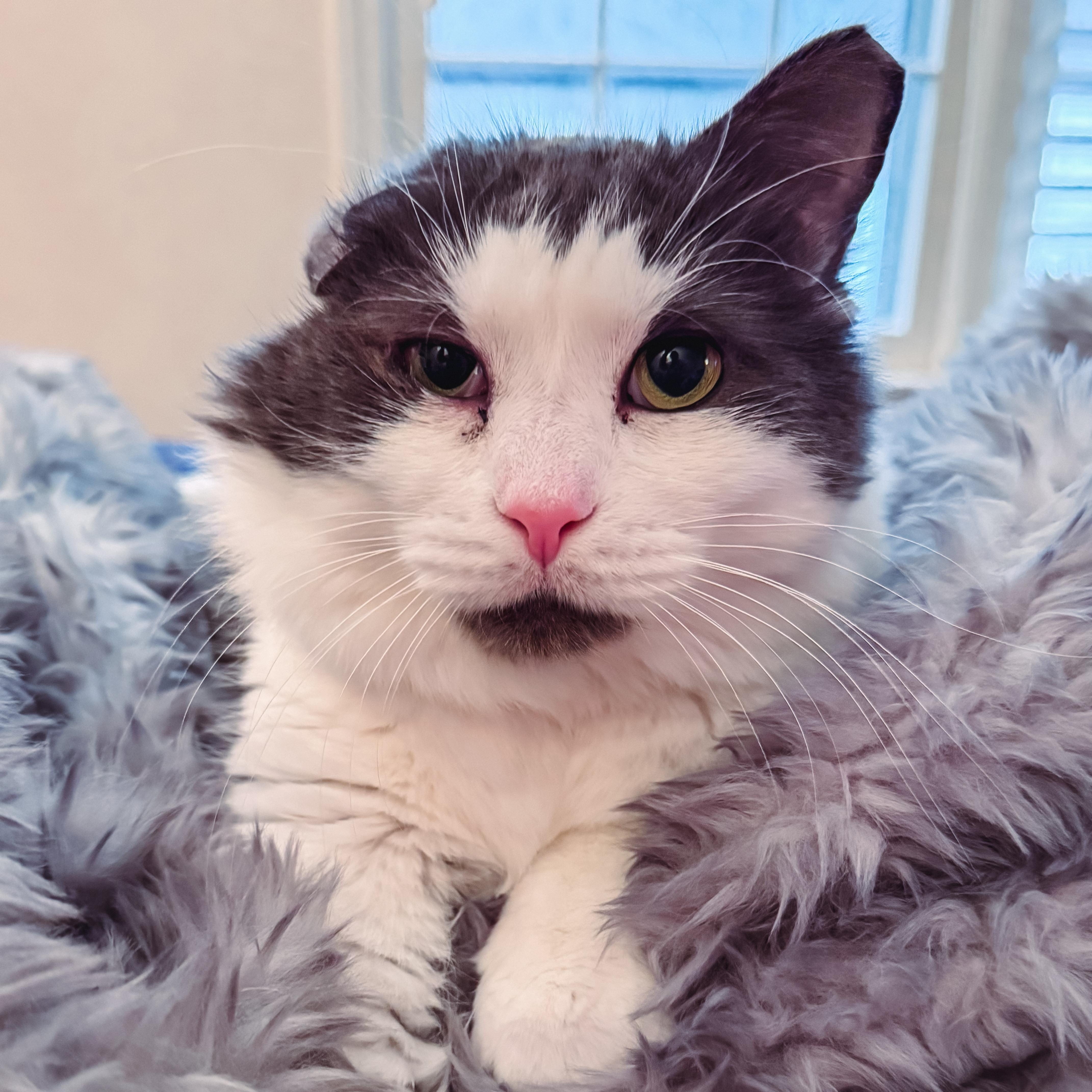 Bibby, ADOPTABLE, Adult Male Domestic Long Hair.