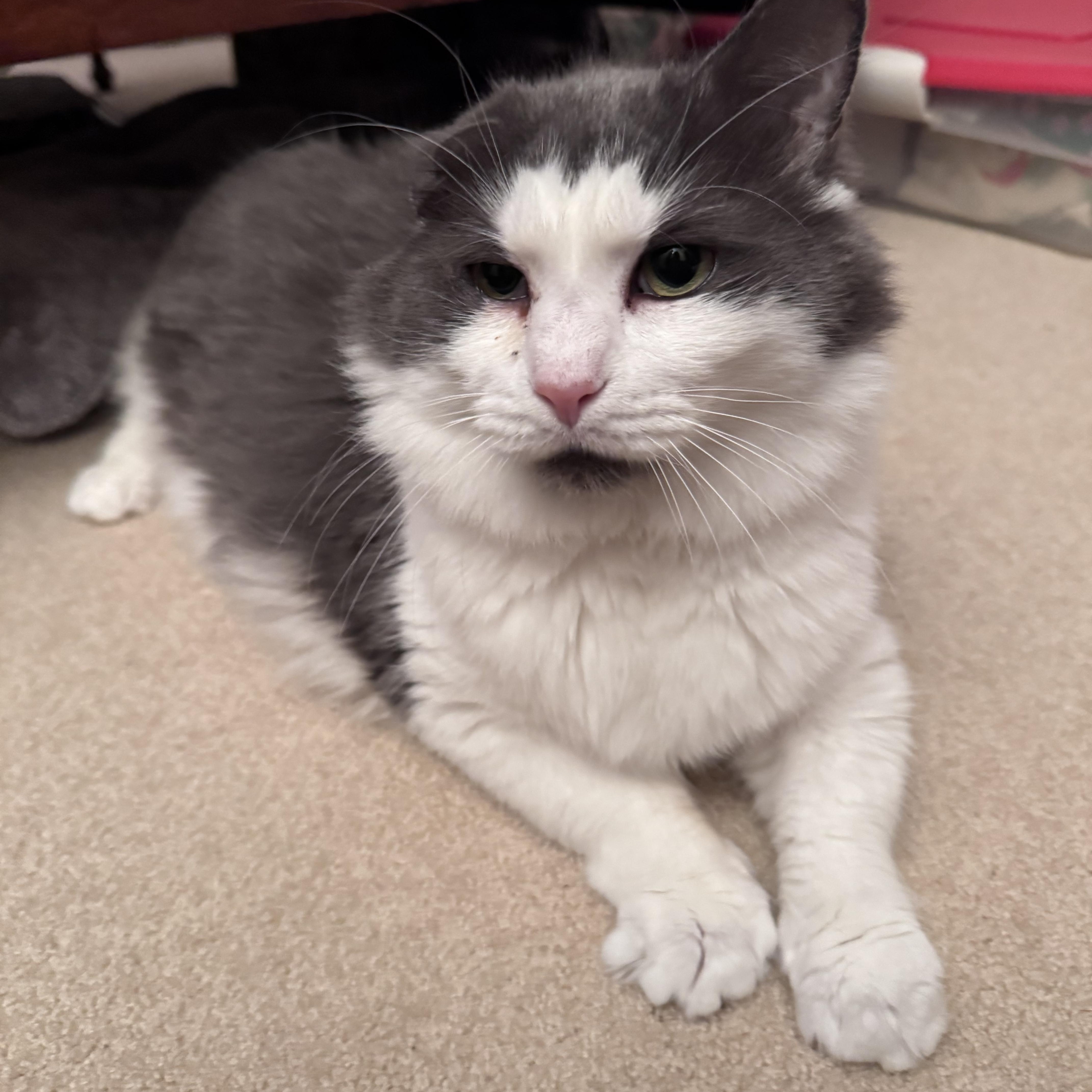 Enlarge Bibby, a ADOPTABLE Domestic Long Hair in Charlotte, NC image 3/3