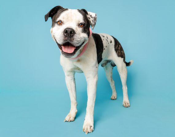 Bruce, Adoptable, Adult Male Mixed Breed.