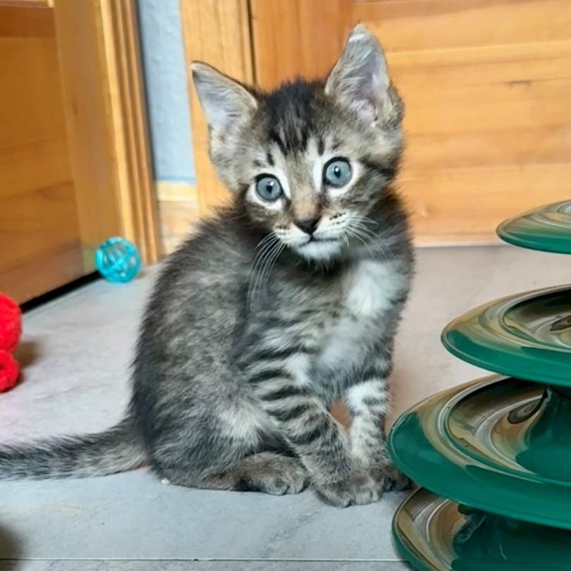Enlarge Turtle Grey Brasuell, a Adoptable mixed breed in Conifer, CO image 2/6