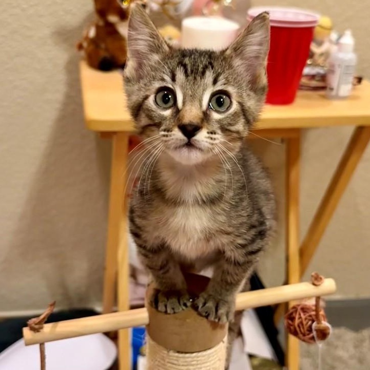 Enlarge Turtle Grey Brasuell, a Adoptable mixed breed in Conifer, CO image 6/6
