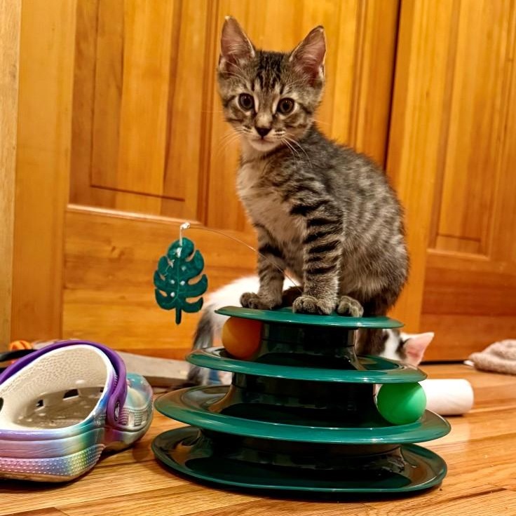 Enlarge Turtle Grey Brasuell, a Adoptable mixed breed in Conifer, CO image 5/6