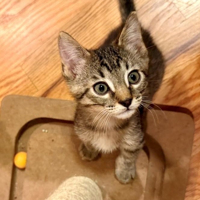 Enlarge Turtle Grey Brasuell, a Adoptable mixed breed in Conifer, CO image 1/6