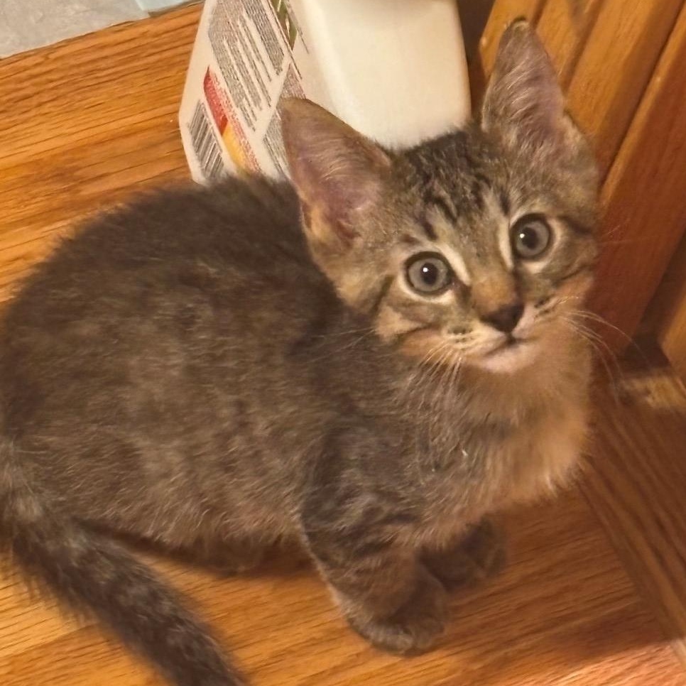 Enlarge Turtle Grey Brasuell, a Adoptable mixed breed in Conifer, CO image 4/6