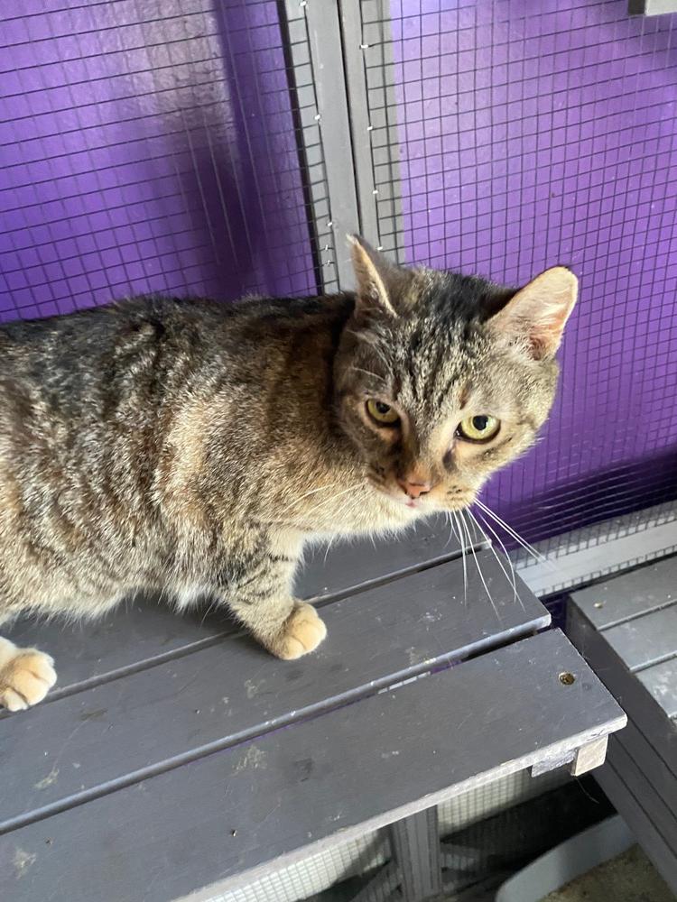 Sue, Adopted, Adult Female Domestic Short Hair.