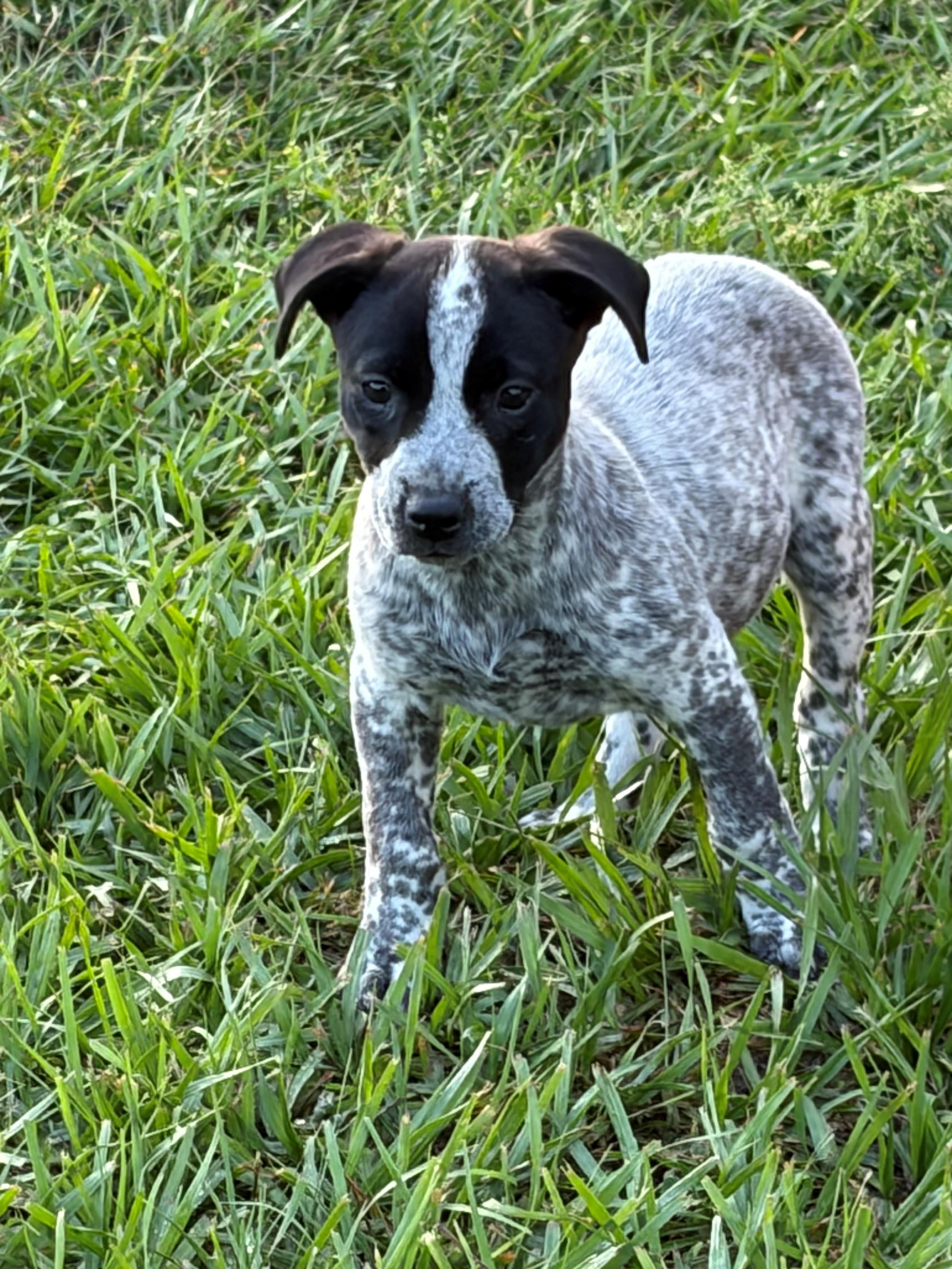 Bea, an adopted mixed breed in Zephyrhills, FL image 2/2