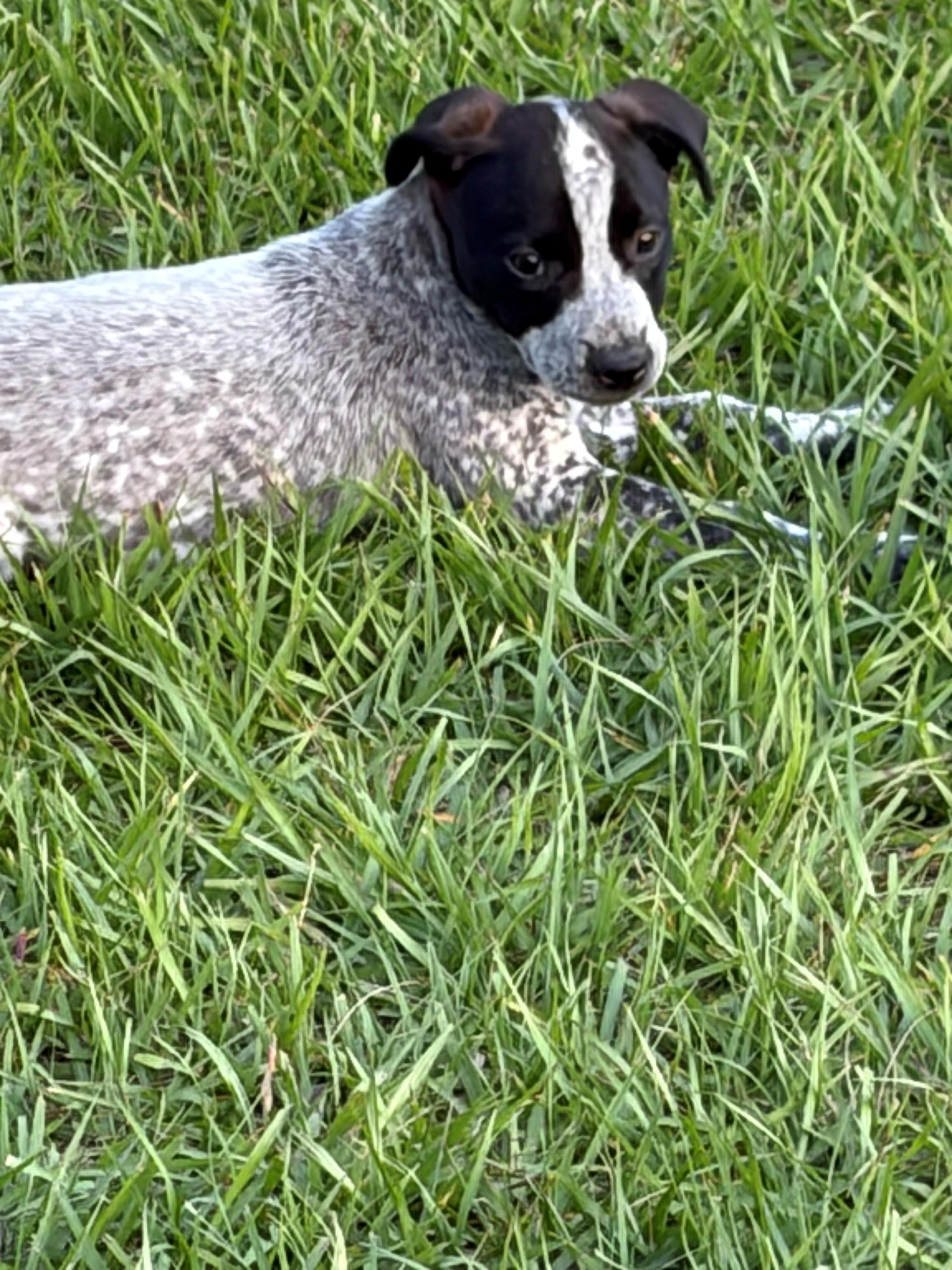 Bea, adopted, Puppy Female Australian Cattle Dog / Blue Heeler & Bluetick Coonhound.