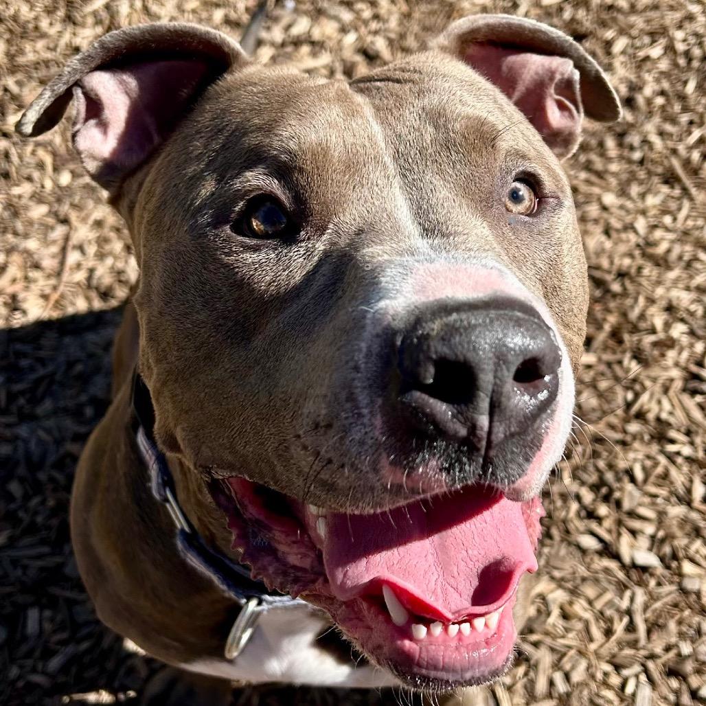 Dexter — thumbnail 2