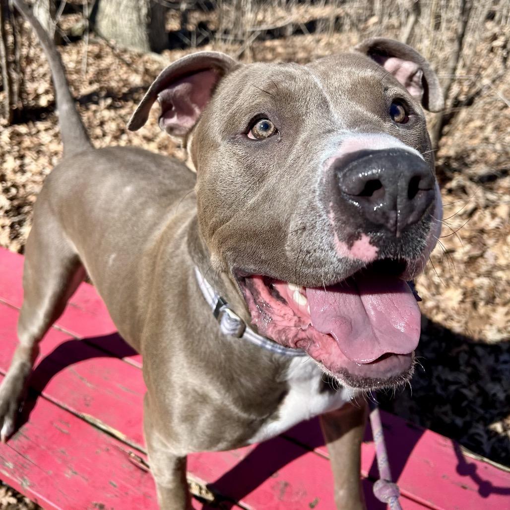 Dexter — thumbnail 3