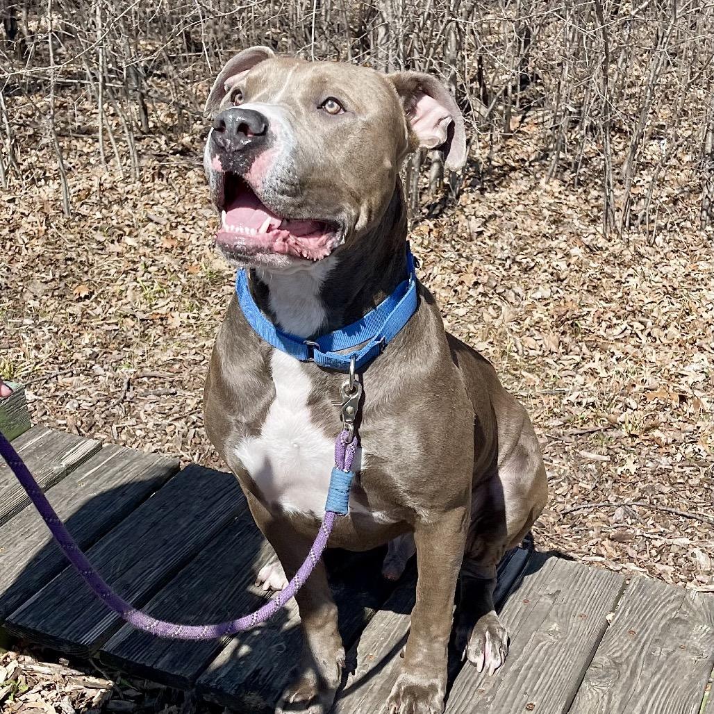 Dexter, Adoptable, Adult Male Pit Bull Terrier.