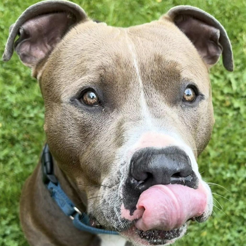 Dexter, Adoptable, Adult Male Pit Bull Terrier.