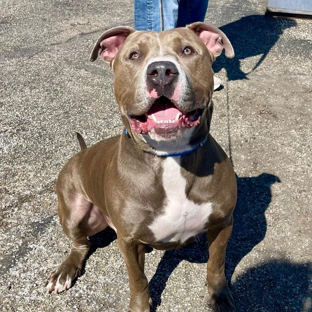 Dexter, Adoptable, Adult Male Pit Bull Terrier.