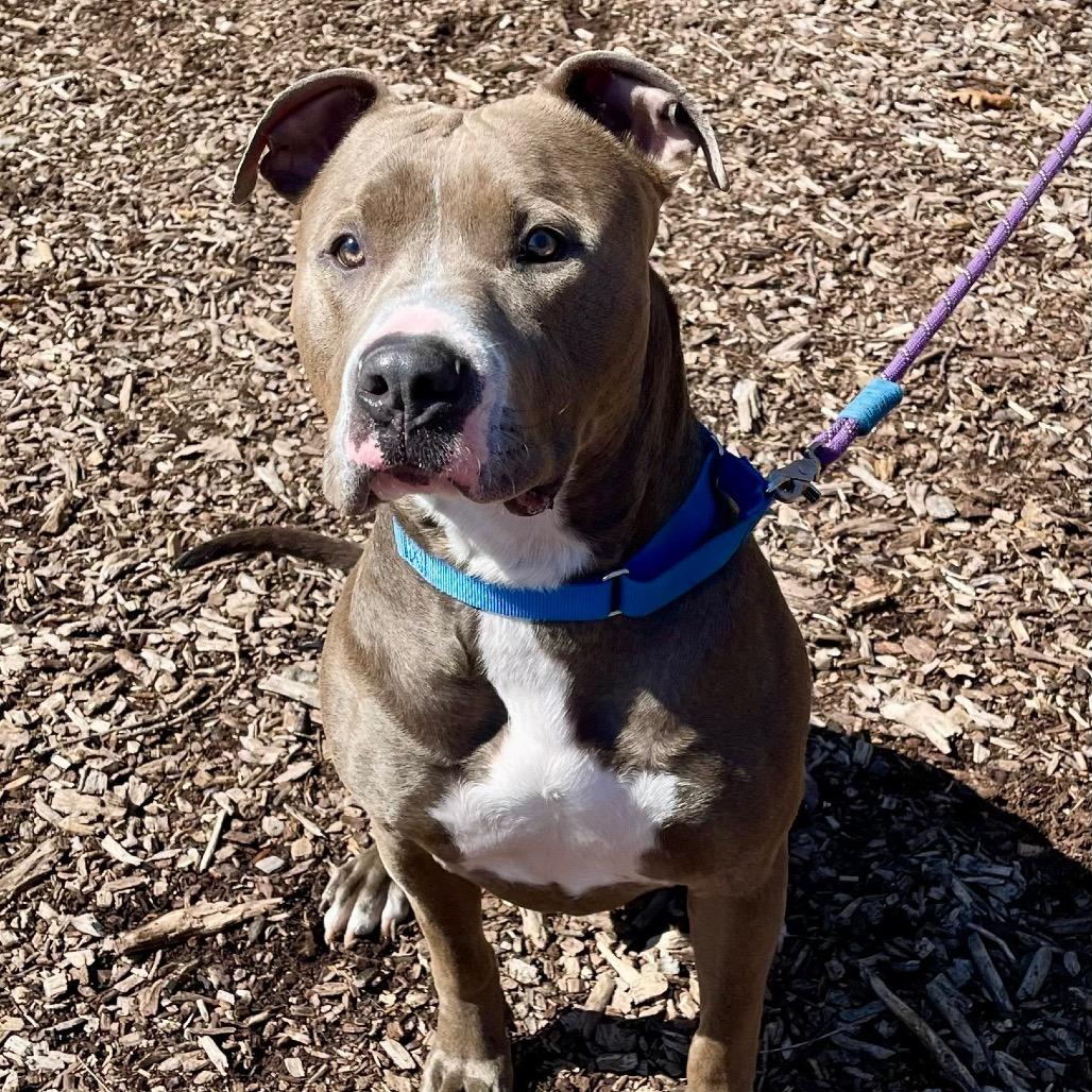 Enlarge Dexter, a Adoptable Pit Bull Terrier in Deerfield, IL image 3/5