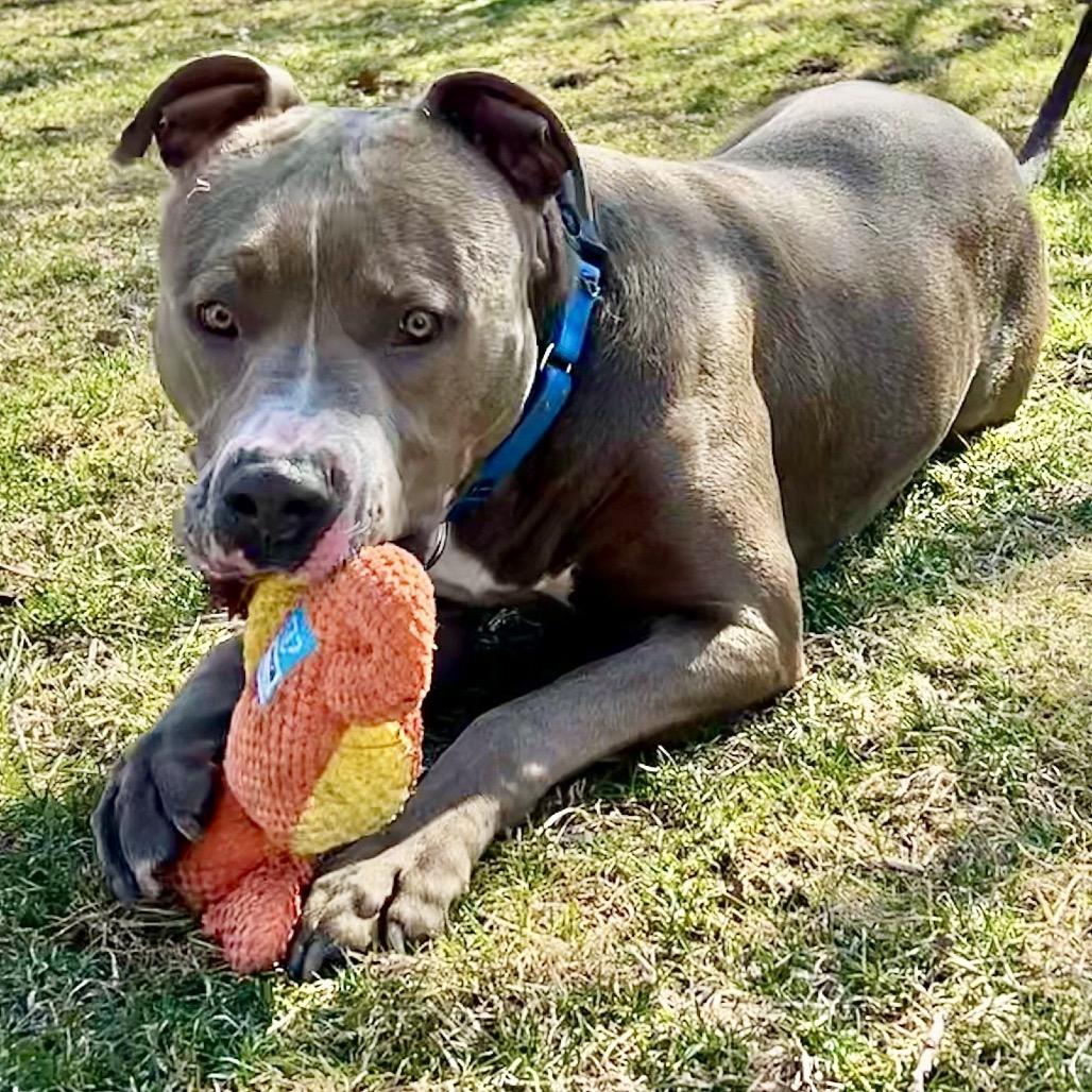 Enlarge Dexter, a Adoptable Pit Bull Terrier in Deerfield, IL image 4/5
