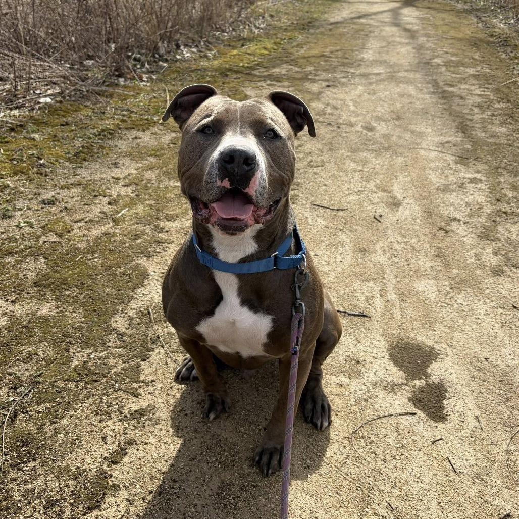 Enlarge Dexter, a Adoptable Pit Bull Terrier in Deerfield, IL image 5/5