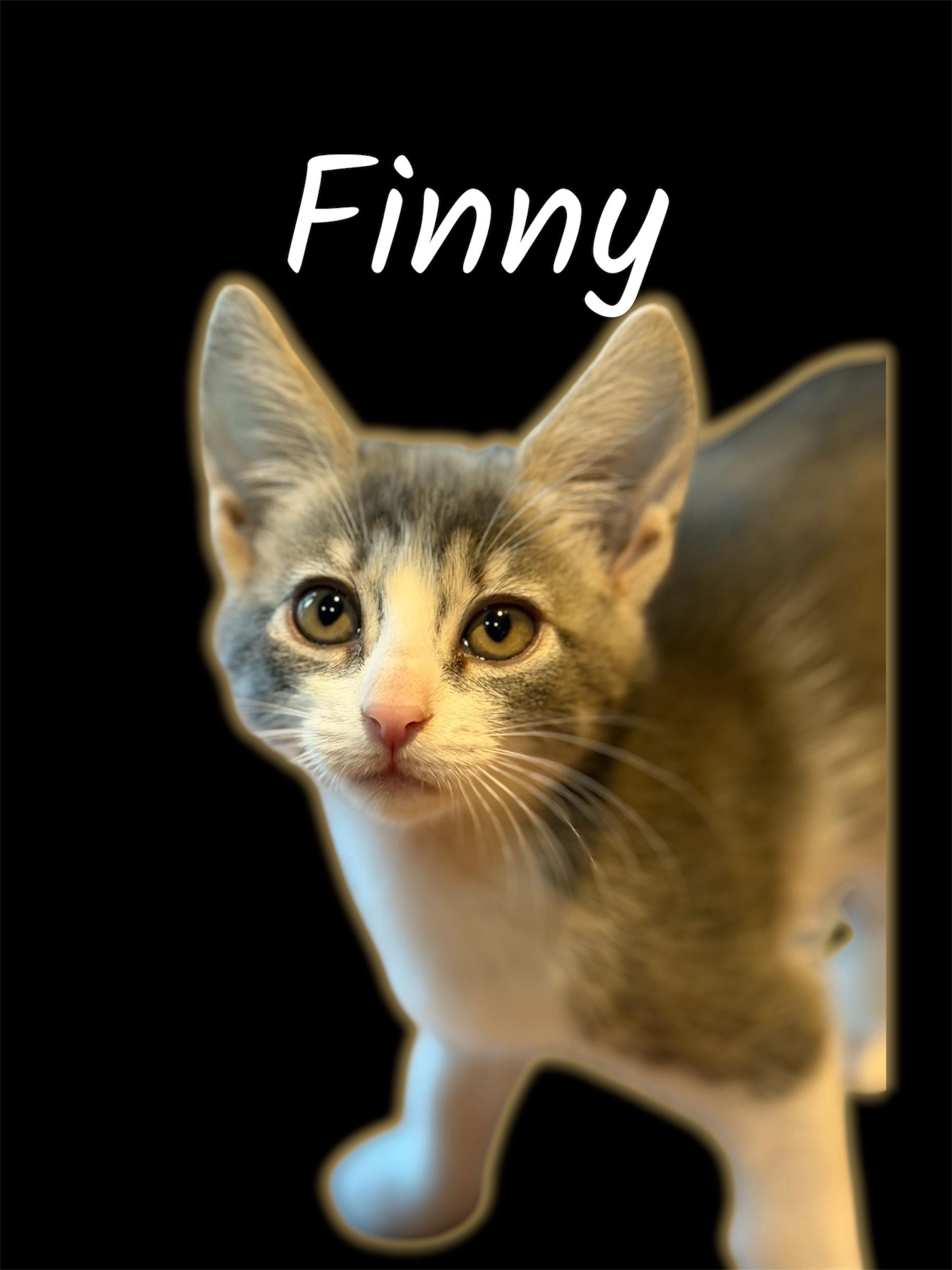 Finny, Adoptable, Kitten Female Domestic Short Hair.