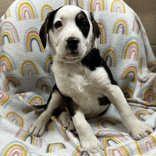 Beeja, adopted, Young Male Beagle.