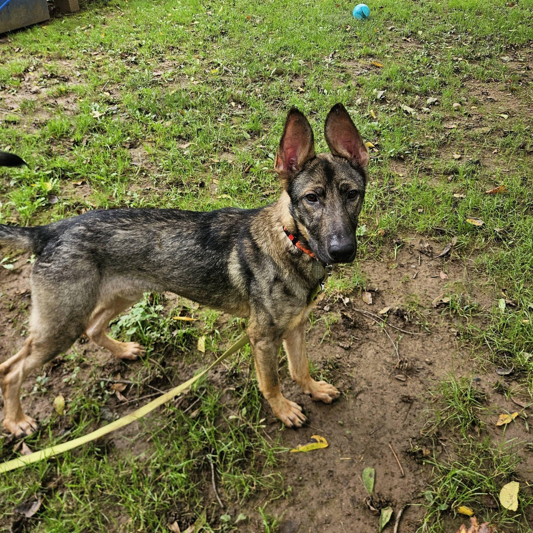 Enlarge Willy, a Adoption Pending mixed breed in Phoenixville, PA image 3/4