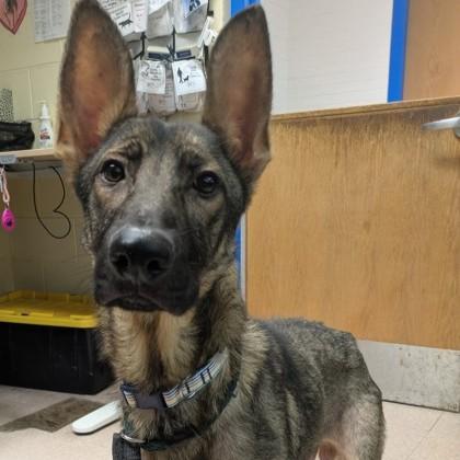 Enlarge Willy, a Adoption Pending mixed breed in Phoenixville, PA image 4/4