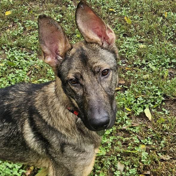 Willy, Adoptable, Young Male German Shepherd Dog.