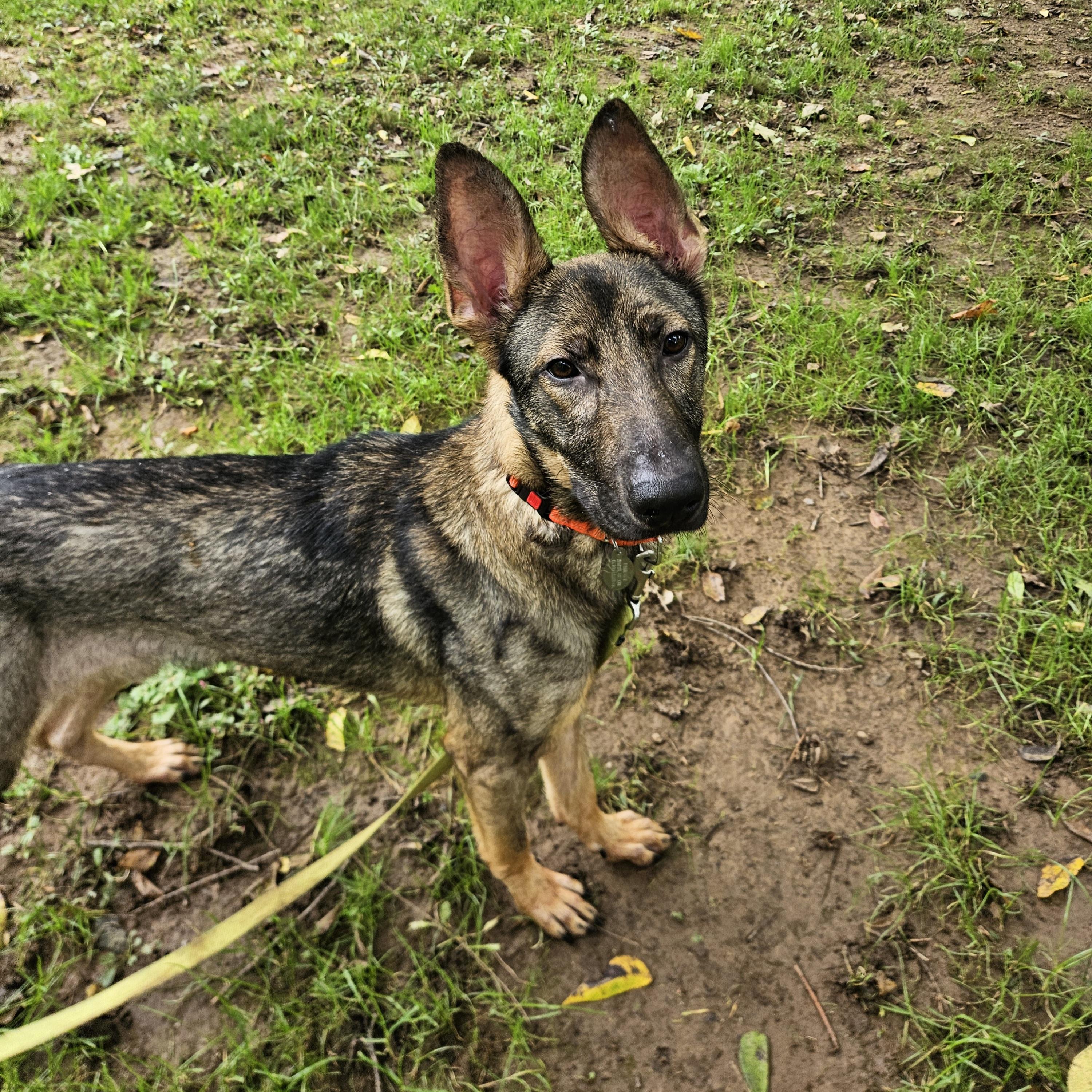 Enlarge Willy, a Adoption Pending mixed breed in Phoenixville, PA image 2/4