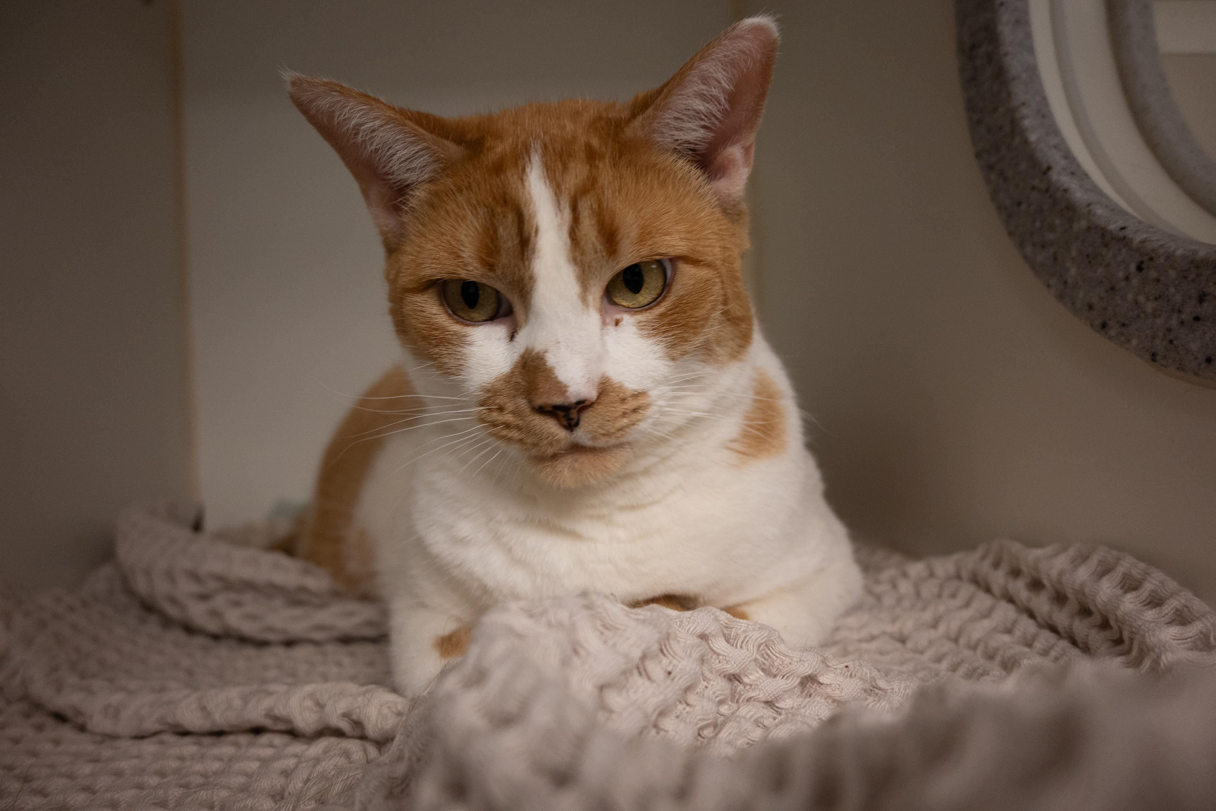 Enlarge Bubble and Jessie, a ADOPTABLE Domestic Short Hair in Bellingham, WA image 2/4