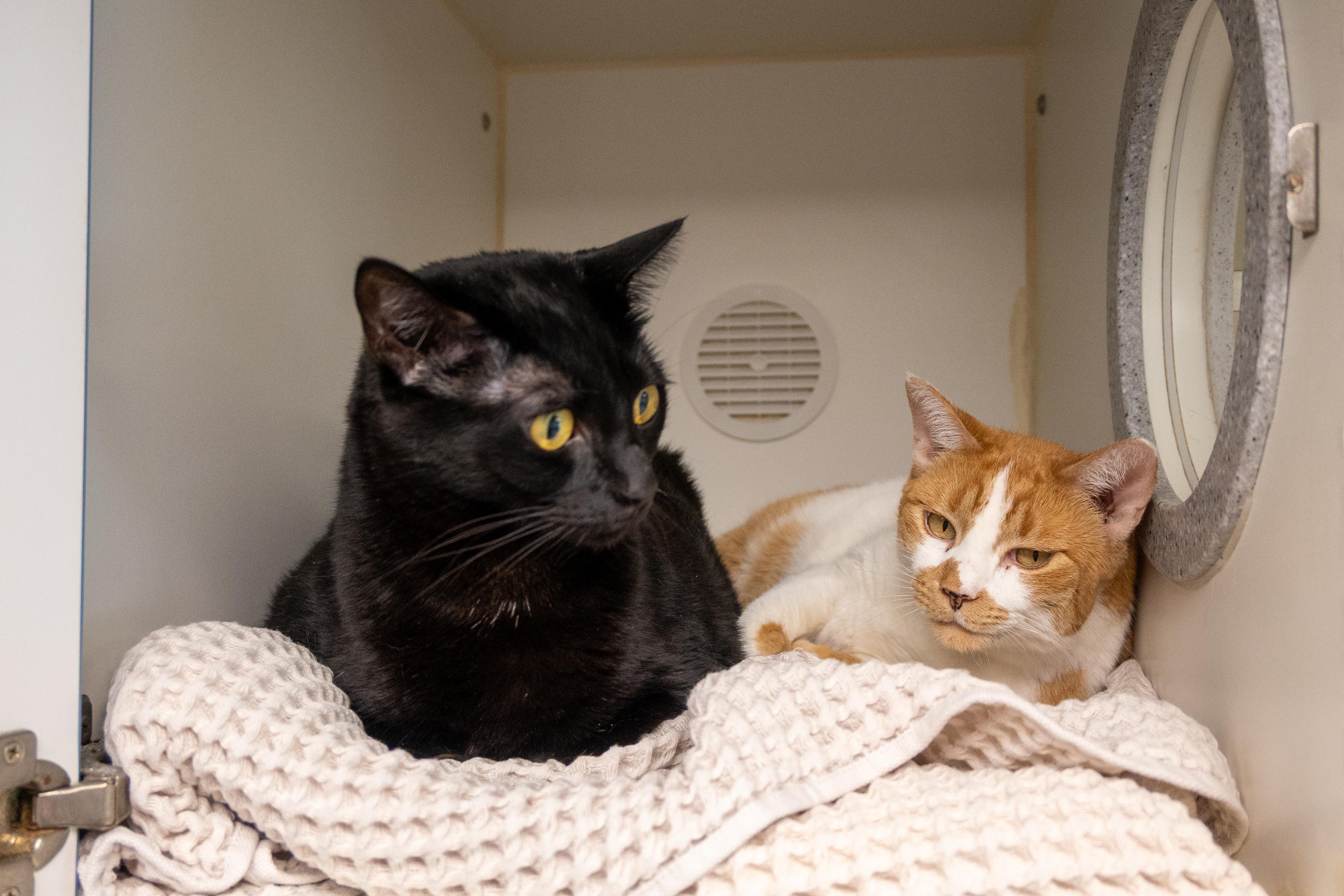 Enlarge Bubble and Jessie, a ADOPTABLE Domestic Short Hair in Bellingham, WA image 1/4