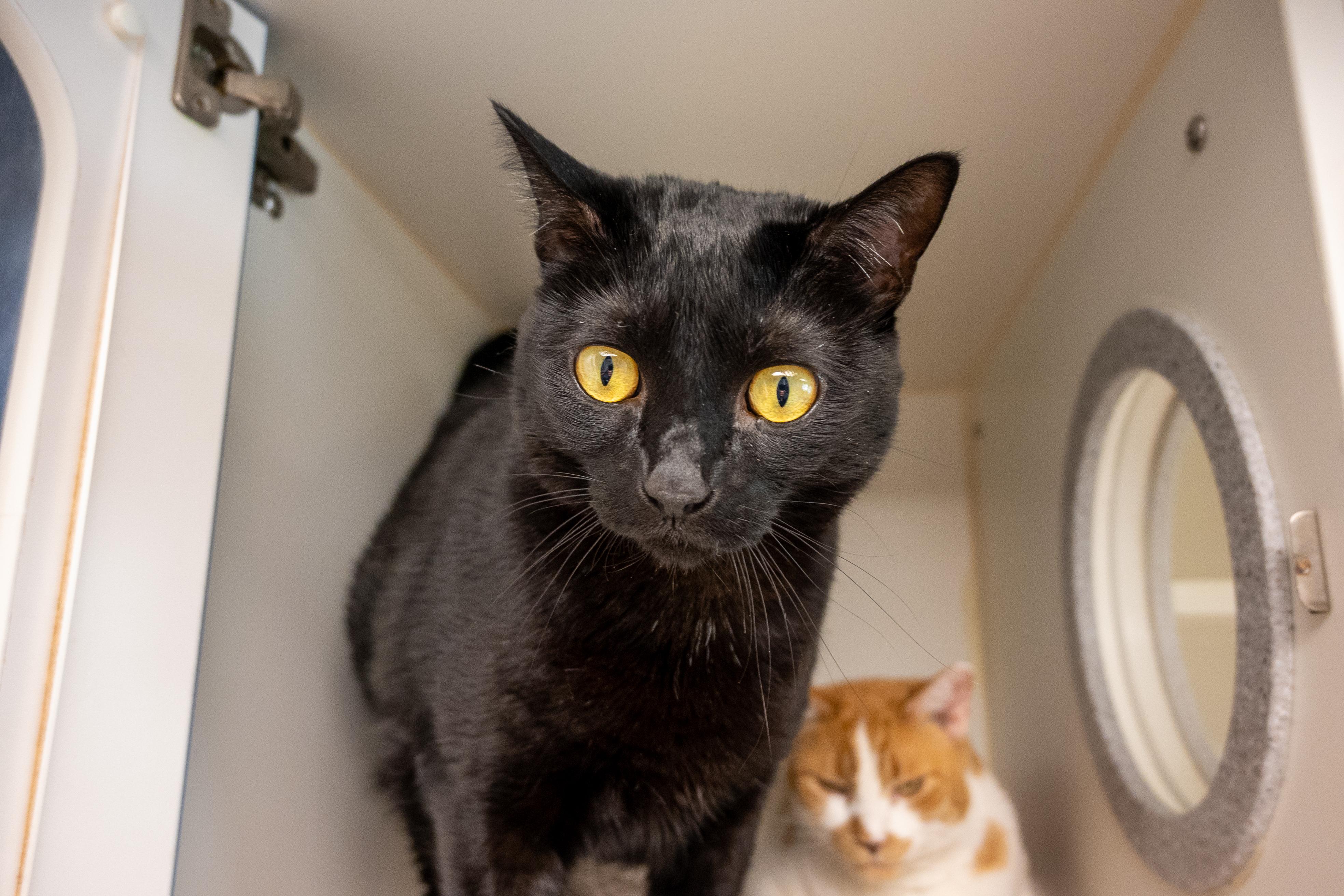 Enlarge Bubble and Jessie, a ADOPTABLE Domestic Short Hair in Bellingham, WA image 4/4