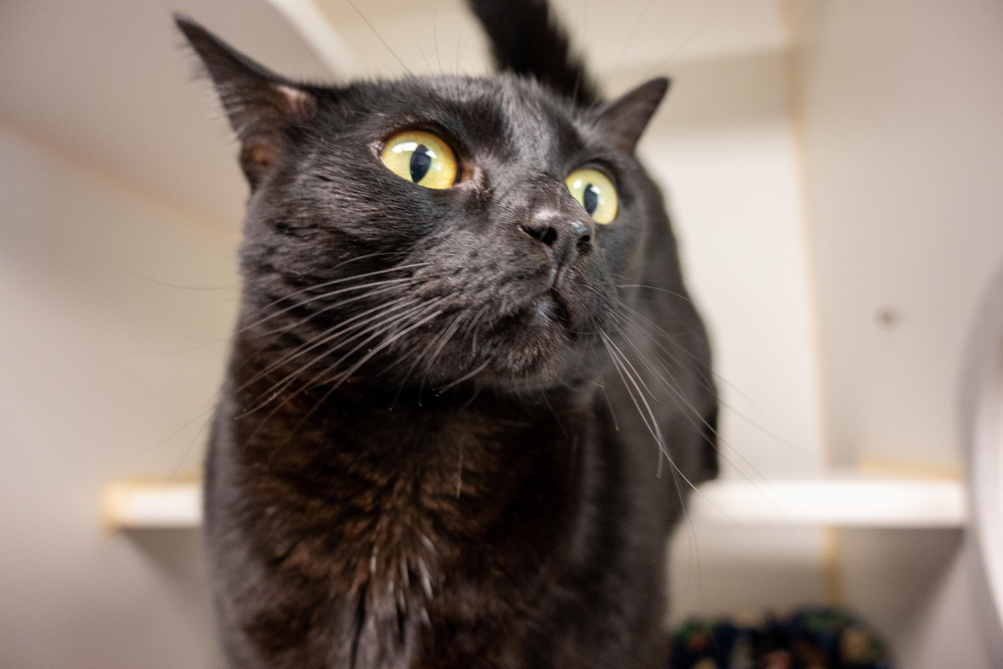Enlarge Bubble and Jessie, a ADOPTABLE Domestic Short Hair in Bellingham, WA image 3/4
