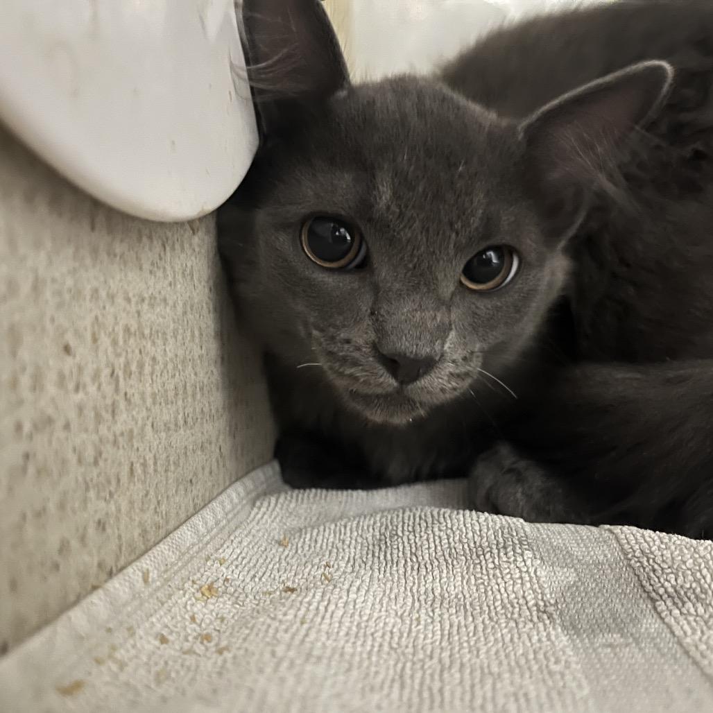 Enlarge Miss Sugar, a Adoptable Domestic Short Hair in Yuma, AZ image 1/1