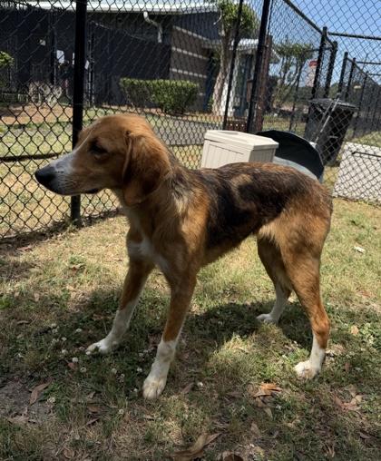Cinco(HW+), Adoptable, Young Male Hound & Mixed Breed.