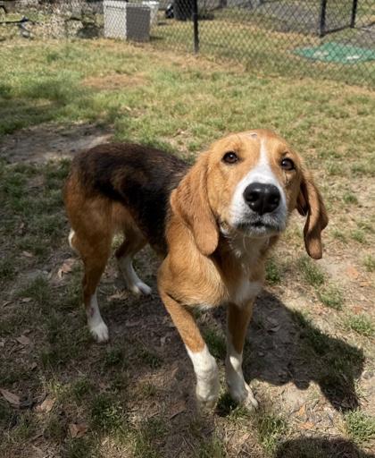 Enlarge Cinco(HW+), a Adoptable mixed breed in Conway, SC image 2/3