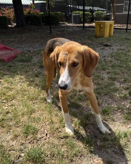 Enlarge Cinco(HW+), a Adoptable mixed breed in Conway, SC image 3/3