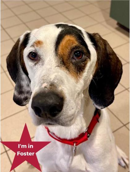 Enlarge Buddy, a ADOPTABLE Treeing Walker Coonhound in Traverse City, MI image 1/2