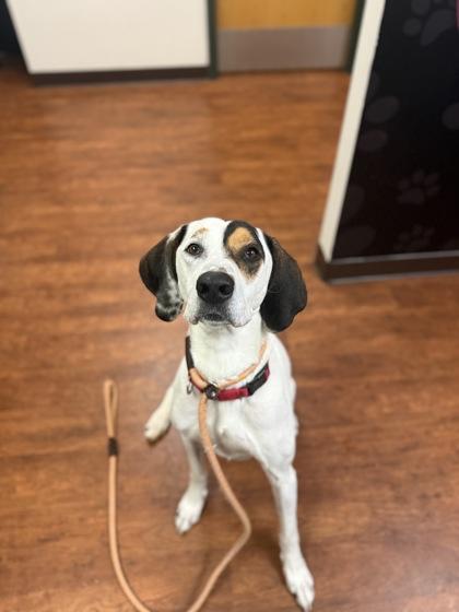 Enlarge Buddy, a ADOPTABLE Treeing Walker Coonhound in Traverse City, MI image 2/2
