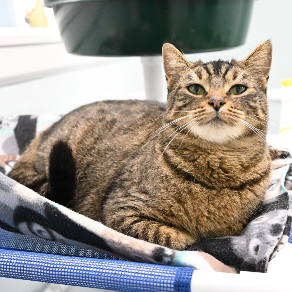 Enlarge Frankie, a Adoptable Domestic Short Hair in Mobile, AL image 1/6