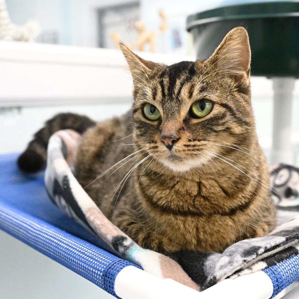 Enlarge Frankie, a Adoptable Domestic Short Hair in Mobile, AL image 2/6