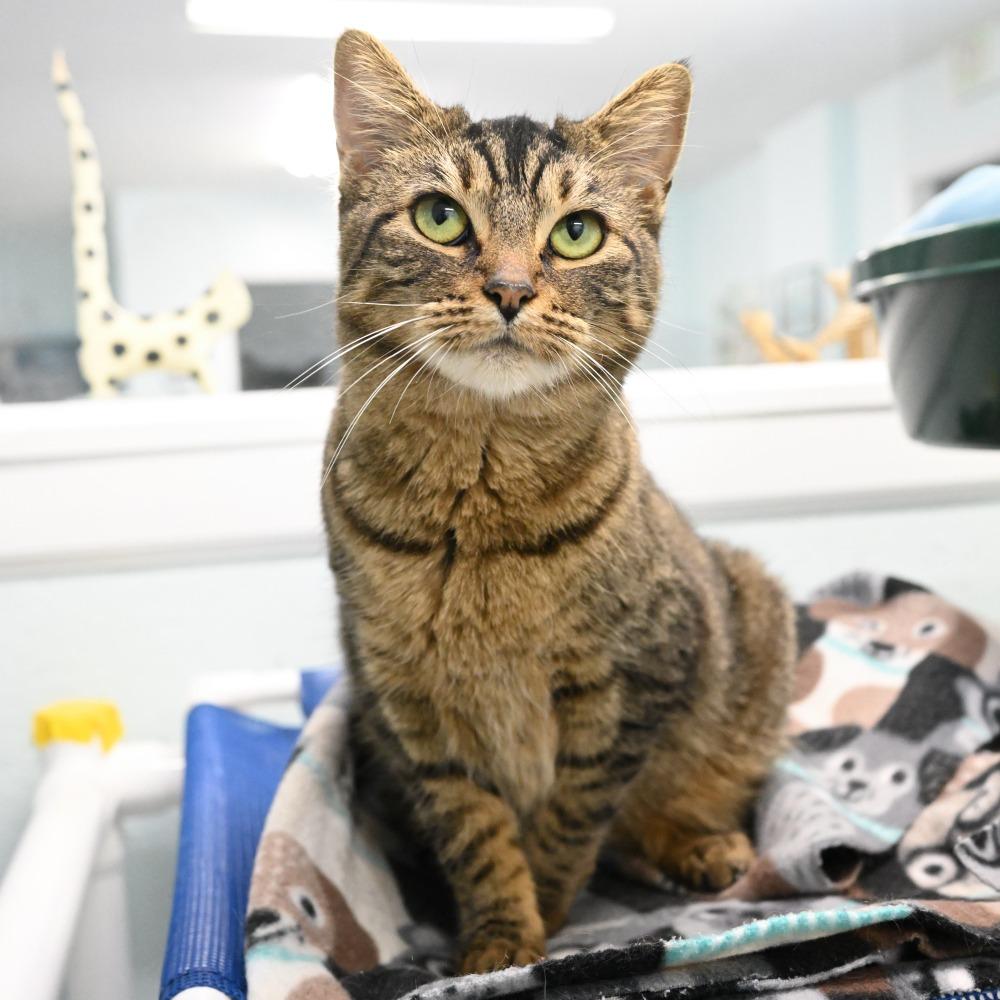 Enlarge Frankie, a Adoptable Domestic Short Hair in Mobile, AL image 3/6