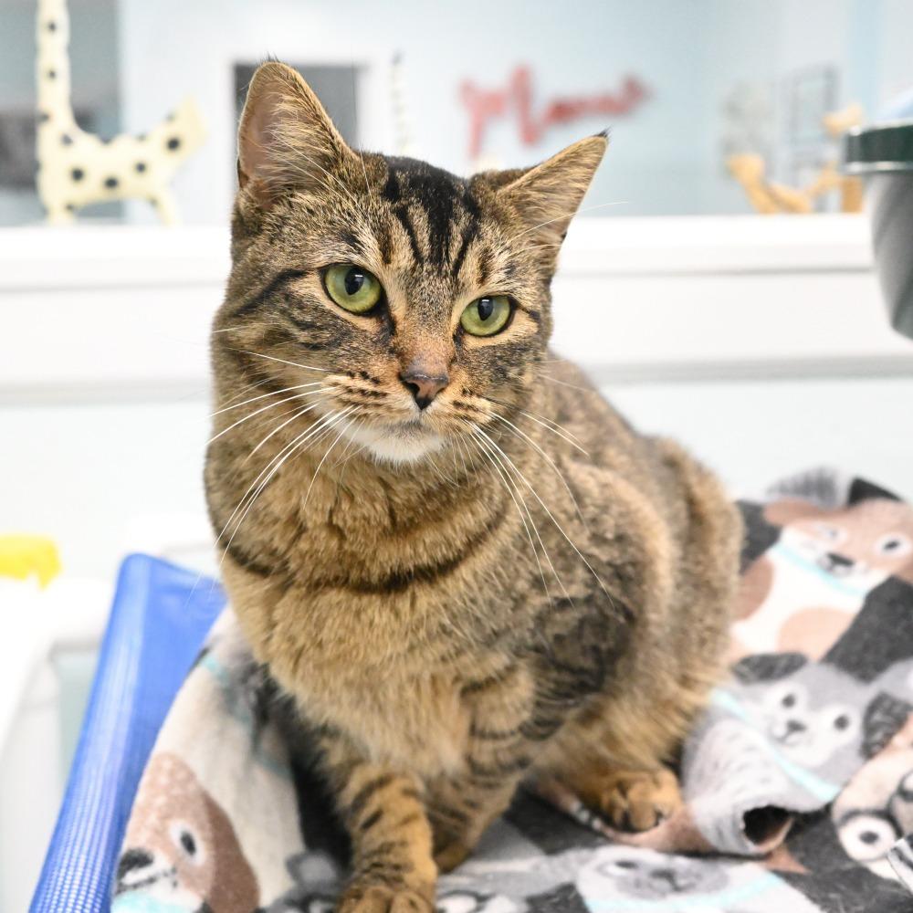 Enlarge Frankie, a Adoptable Domestic Short Hair in Mobile, AL image 4/6